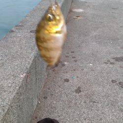 今年の釣り始め